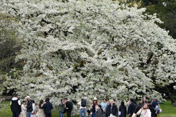 مشاهد لأزهار الكرز "أماغي يوشينو" وهي تتفتح بالكامل في حديقة القصر الإمبراطوري في طوكيو - سبوتنيك عربي