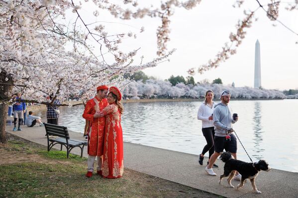لقطة للزوار وهم يقفون بين أشجار الكرز المزهرة على طول حوض المد والجزر في ناشونال مول بواشنطن - سبوتنيك عربي