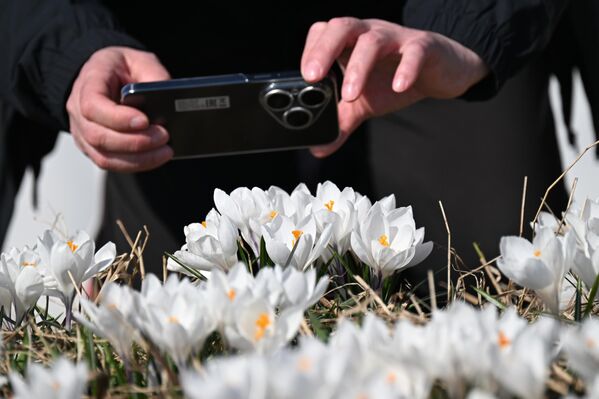 أحد الأشخاص يلتقط صورة بواسطة هاتفه، لتفتح زهور الزعفران في موسكو. - سبوتنيك عربي