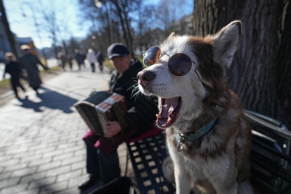 كلبٌ يرتدي نظارة شمسية يجلس على مقعد في حديقة، إذ يُحضره مُربيه بانتظام ليجلس بجوار موسيقي يعزف على الأكورديون مقابل الحصول على مقابل مادي، وذلك في سان بطرسبورغ، روسيا، الأربعاء 1 أبريل/ ىنيسان 2026 - سبوتنيك عربي