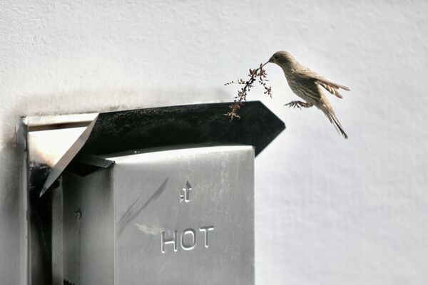عصفور يحمل غصنا صغيرا لبناء عشه داخل فتحة تهوية منزل، الثلاثاء 31 مارس 2026، في سياتل، أمريكا  - سبوتنيك عربي
