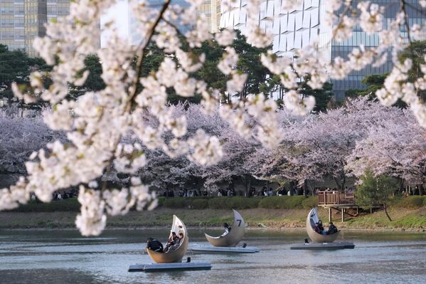 يستمتع الزوار بركوب القوارب وسط أجواء خلابة خلال موسم تفتح أزهار الكرز في إحدى حدائق سيؤول في كوريا الجنوبية. - سبوتنيك عربي