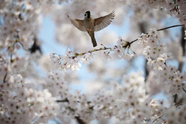 لقطة جميلة لعصفور يحلق بين أزهار الكرز المتفتحة في سيؤول، بكوريا الجنوبية. - سبوتنيك عربي