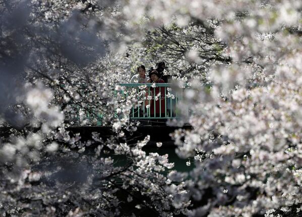 زوار يشاهدون أزهار الكرز في نهاية موسم إزهارها على جسر في طوكيو. - سبوتنيك عربي