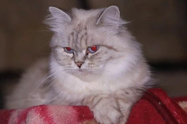 سيدة لبنانية تنقذ عشرات القطط من جحيم الحرب  - سبوتنيك عربي