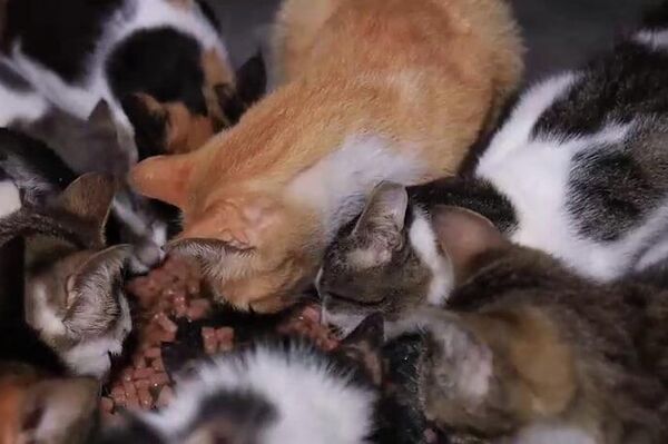 سيدة لبنانية تنقذ عشرات القطط من جحيم الحرب  - سبوتنيك عربي