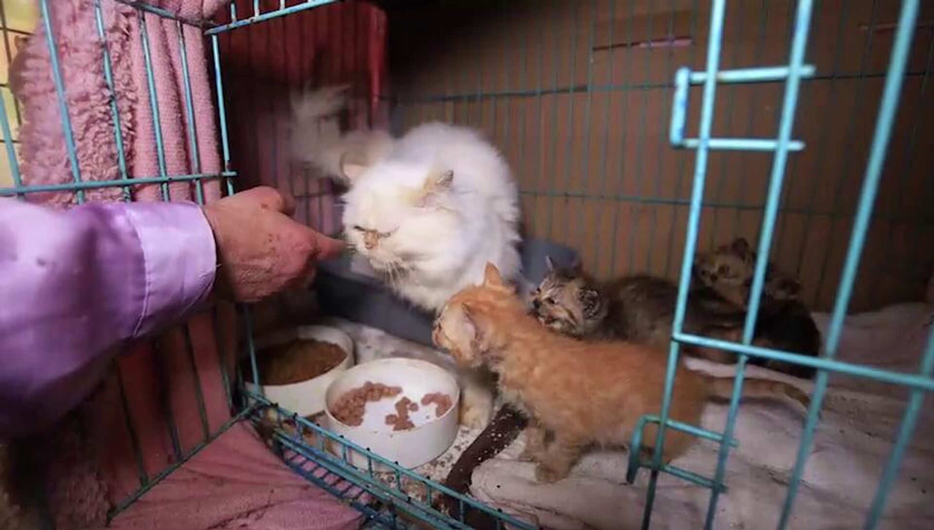سيدة لبنانية تنقذ عشرات القطط من جحيم الحرب  - سبوتنيك عربي, 1920, 08.04.2026