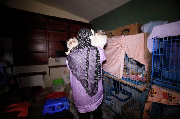 سيدة لبنانية تنقذ عشرات القطط من جحيم الحرب  - سبوتنيك عربي