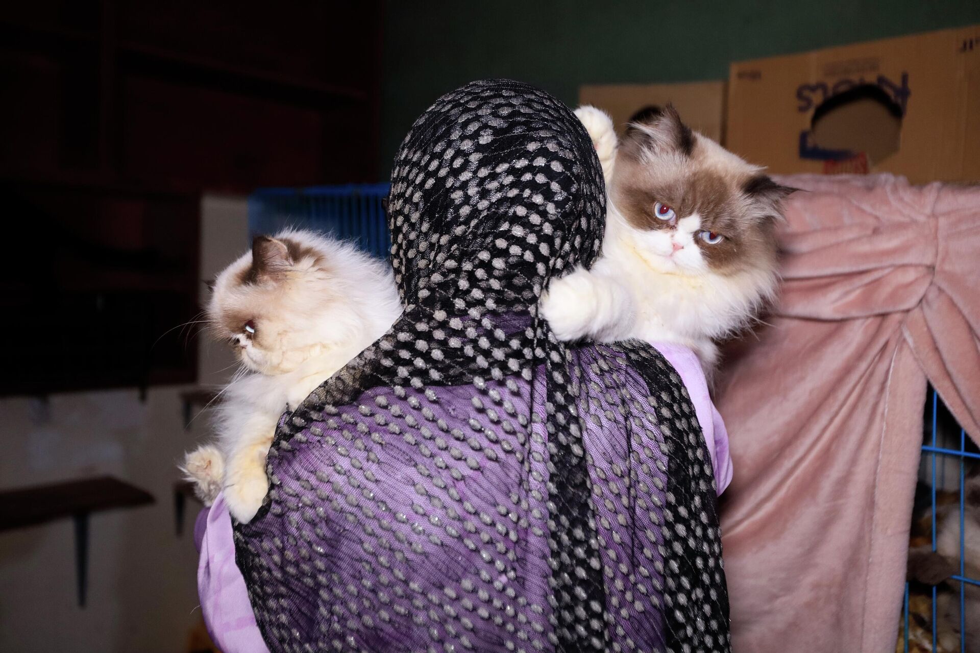 سيدة لبنانية تنقذ عشرات القطط من جحيم الحرب  - سبوتنيك عربي, 1920, 08.04.2026