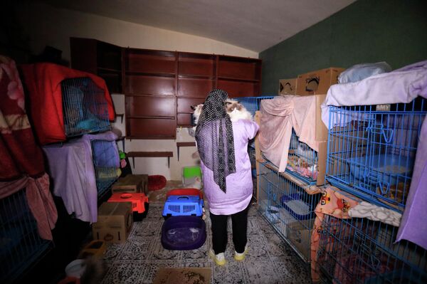 سيدة لبنانية تنقذ عشرات القطط من جحيم الحرب  - سبوتنيك عربي