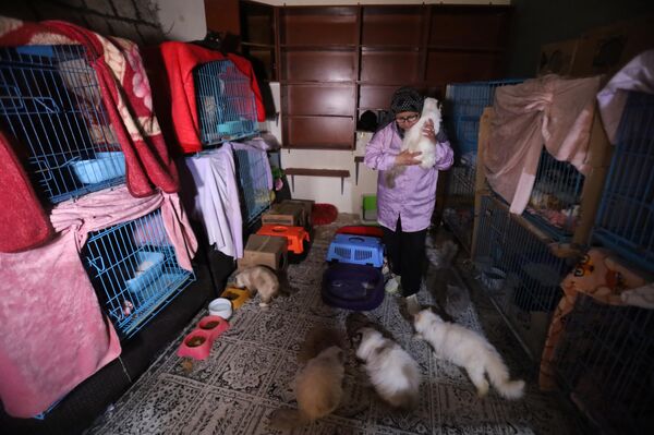 سيدة لبنانية تنقذ عشرات القطط من جحيم الحرب  - سبوتنيك عربي