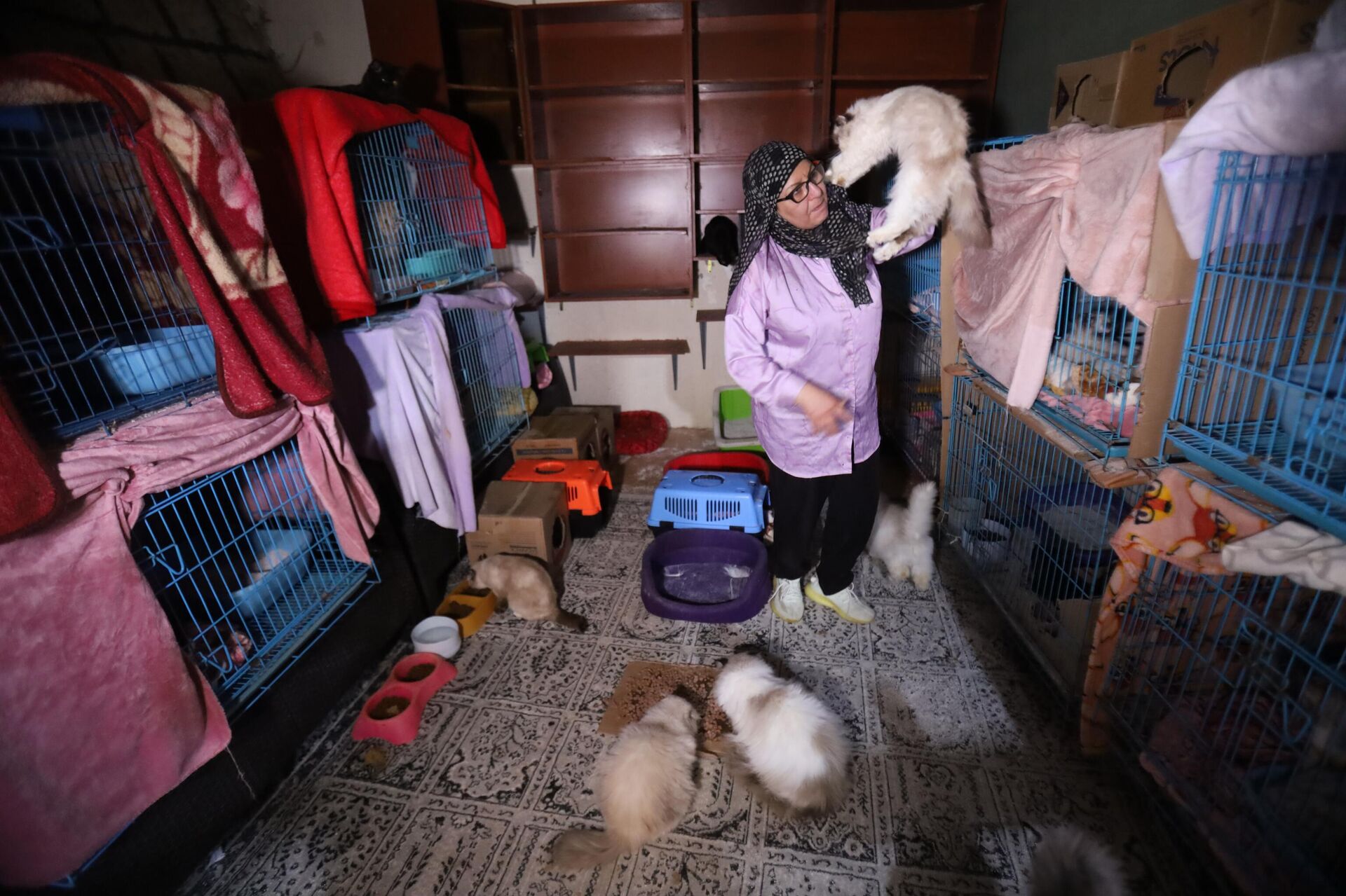 سيدة لبنانية تنقذ عشرات القطط من جحيم الحرب  - سبوتنيك عربي, 1920, 08.04.2026