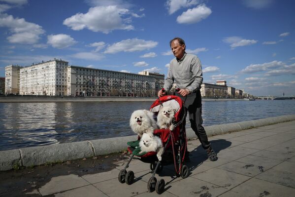 رجل يدفع عربة أطفال تحمل كلابًا على طول ضفة نهر موسكو في العاصمة الروسية موسكو. - سبوتنيك عربي