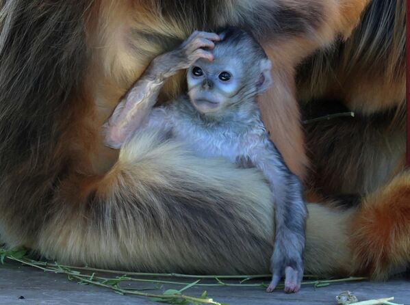 قرد صغير من نوع القردة الذهبية ذات الأنف الأفطس ( المهدد بالانقراض بسبب فقدان موطنه)، يستريح مع أمه في محمية بايري دايزا للحياة البرية في بروجليت، بلجيكا. - سبوتنيك عربي