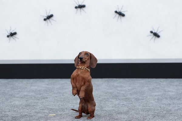 الكلب "جونز" يقف واثبا في حركة استعراضية خلال العرض الأول للموسم الثاني من المسلسل التلفزيوني "بيف" في مسرح "إيجيبشن" في هوليوود، الولايات المتحدة الأمريكية. - سبوتنيك عربي