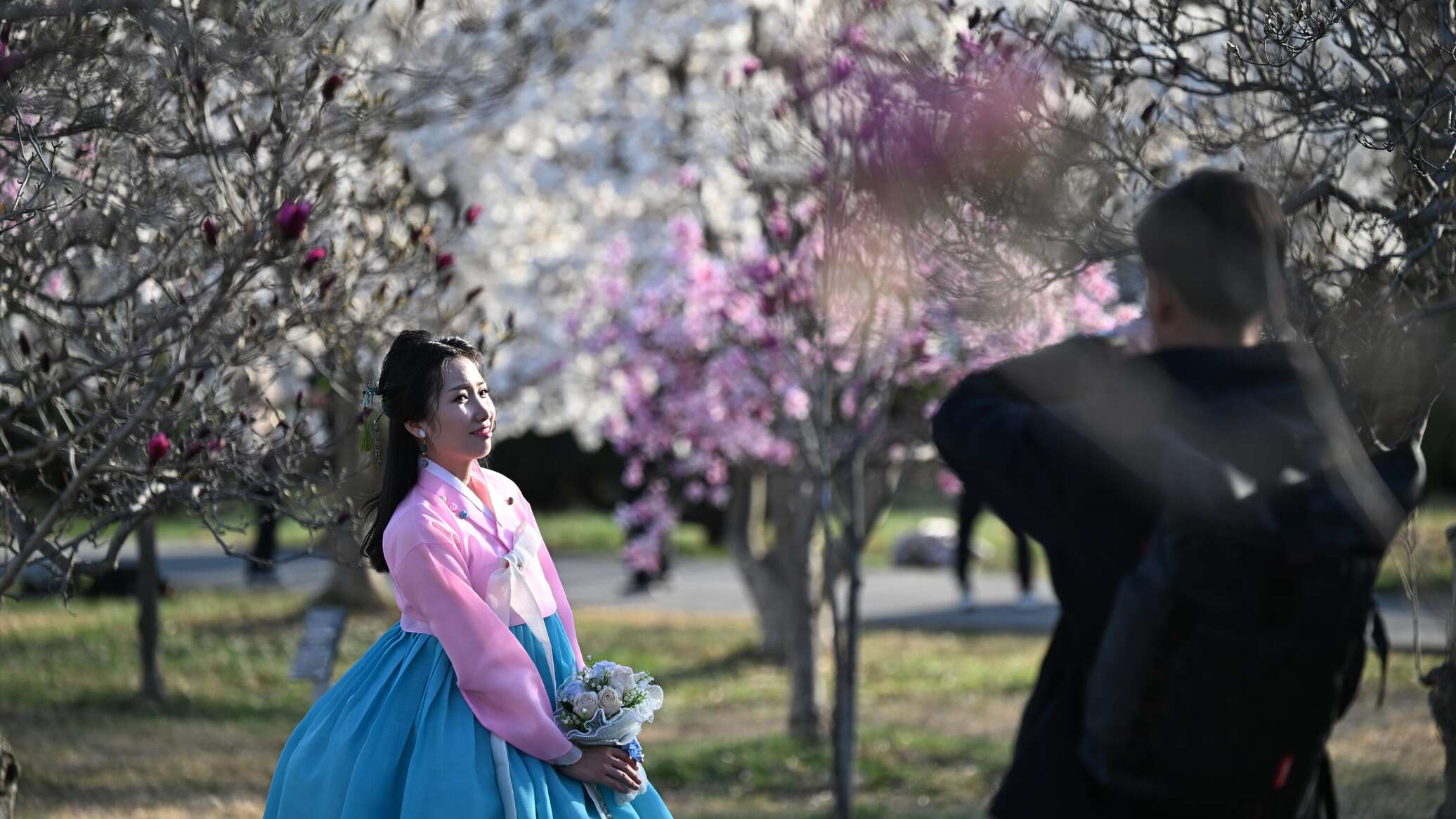 بيونغ يانغ تزدان بالأزهار مع حلول فصل الربيع