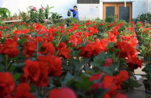 بيت زجاجي يحتوي على زهور بيجونيا كيم جونغ إيل الحمراء، وهي نوع هجين من البيجونيا تم تهجينه تكريمًا للزعيم كيم جونغ إيل، في حديقة بيونغ يانغ النباتية. - سبوتنيك عربي