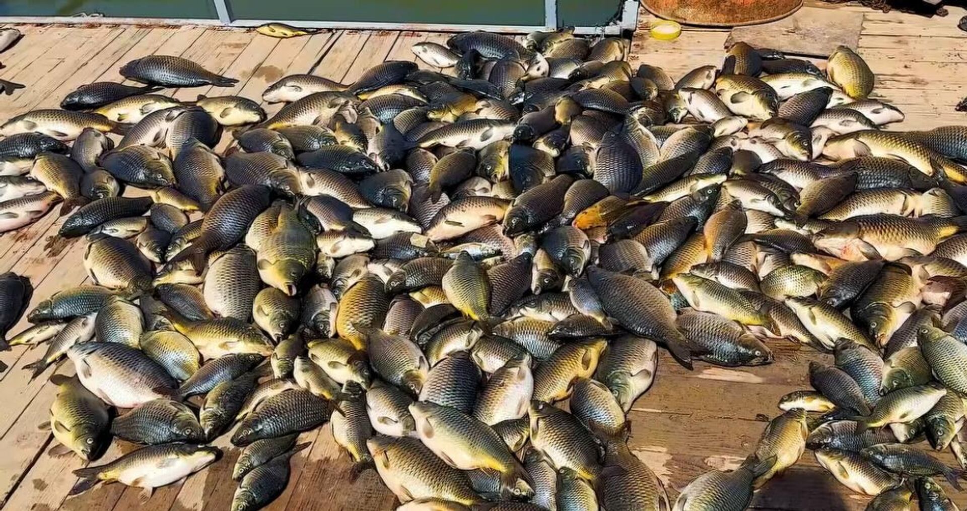 بعد كارثة الأسماك… وزير الموارد المائية العراقي يكشف تطورات تلوث نهر دجلة - سبوتنيك عربي, 1920, 14.04.2026