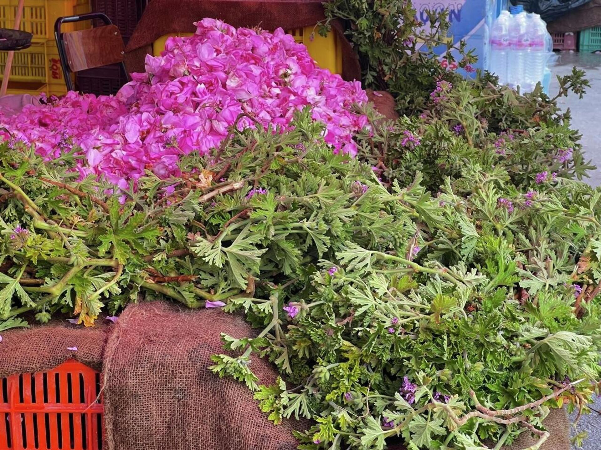 من الحقول تونس إلى القوارير.. تقطير الورد حرفة تقليدية تتوارثها النساء من الحقول تونس إلى القوارير.. تقطير الورد حرفة تقليدية تتوارثها النساء - سبوتنيك عربي, 1920, 15.04.2026