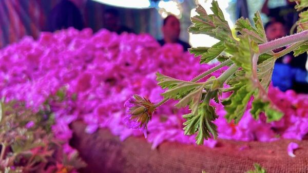  - سبوتنيك عربي