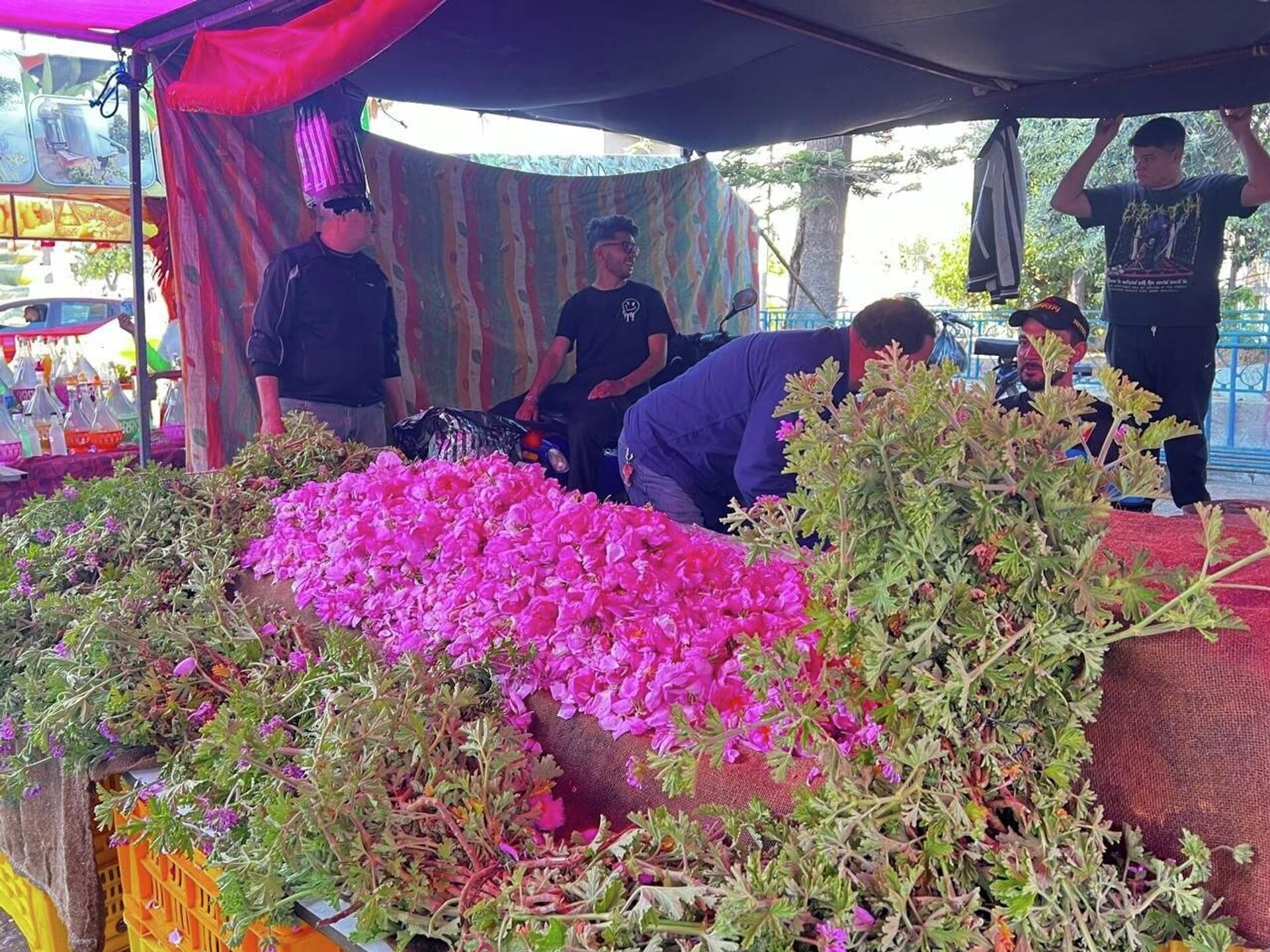 من الحقول تونس إلى القوارير.. تقطير الورد حرفة تقليدية تتوارثها النساء من الحقول تونس إلى القوارير.. تقطير الورد حرفة تقليدية تتوارثها النساء - سبوتنيك عربي, 1920, 15.04.2026