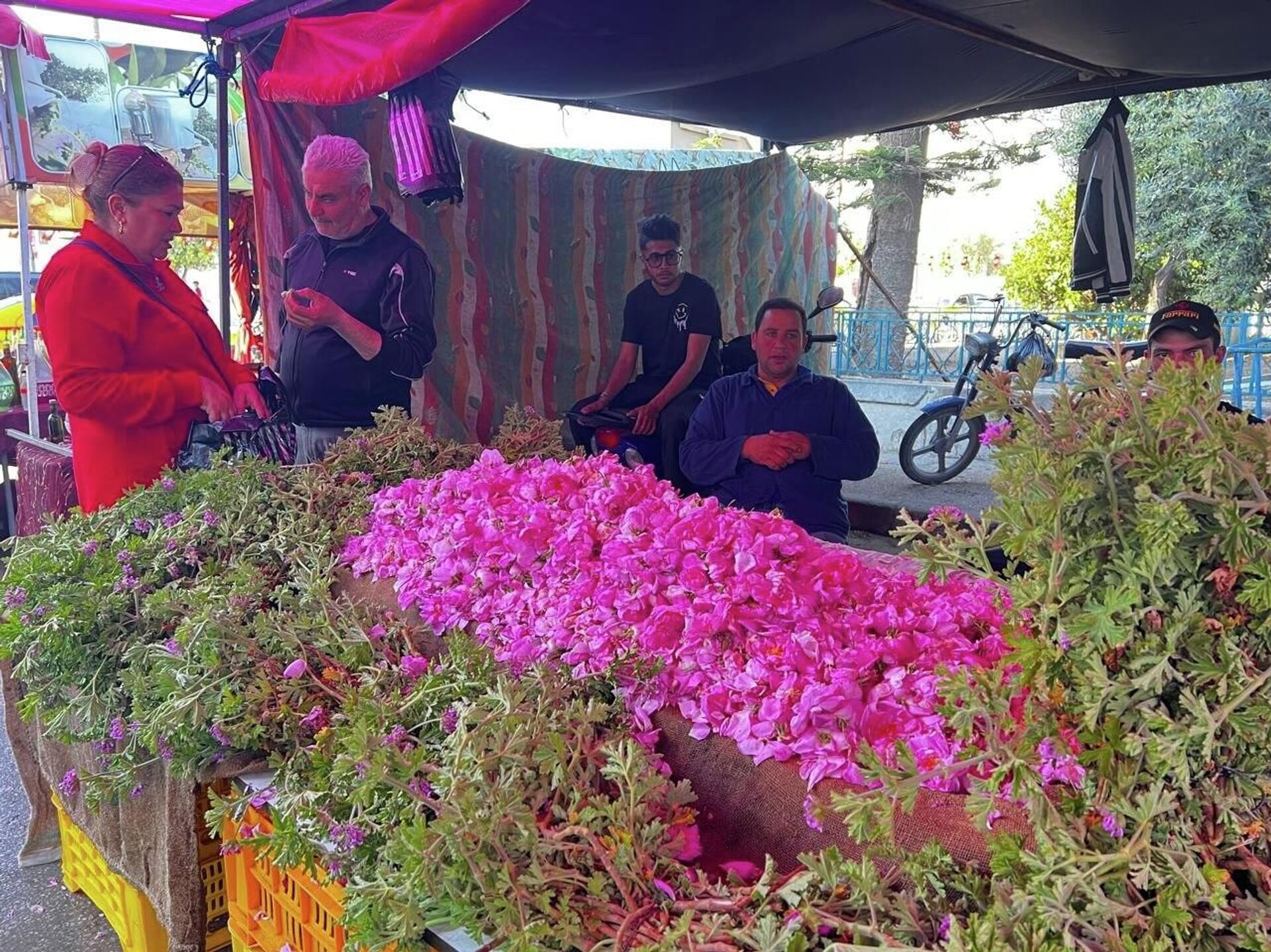 من الحقول تونس إلى القوارير.. تقطير الورد حرفة تقليدية تتوارثها النساء من الحقول تونس إلى القوارير.. تقطير الورد حرفة تقليدية تتوارثها النساء - سبوتنيك عربي, 1920, 15.04.2026