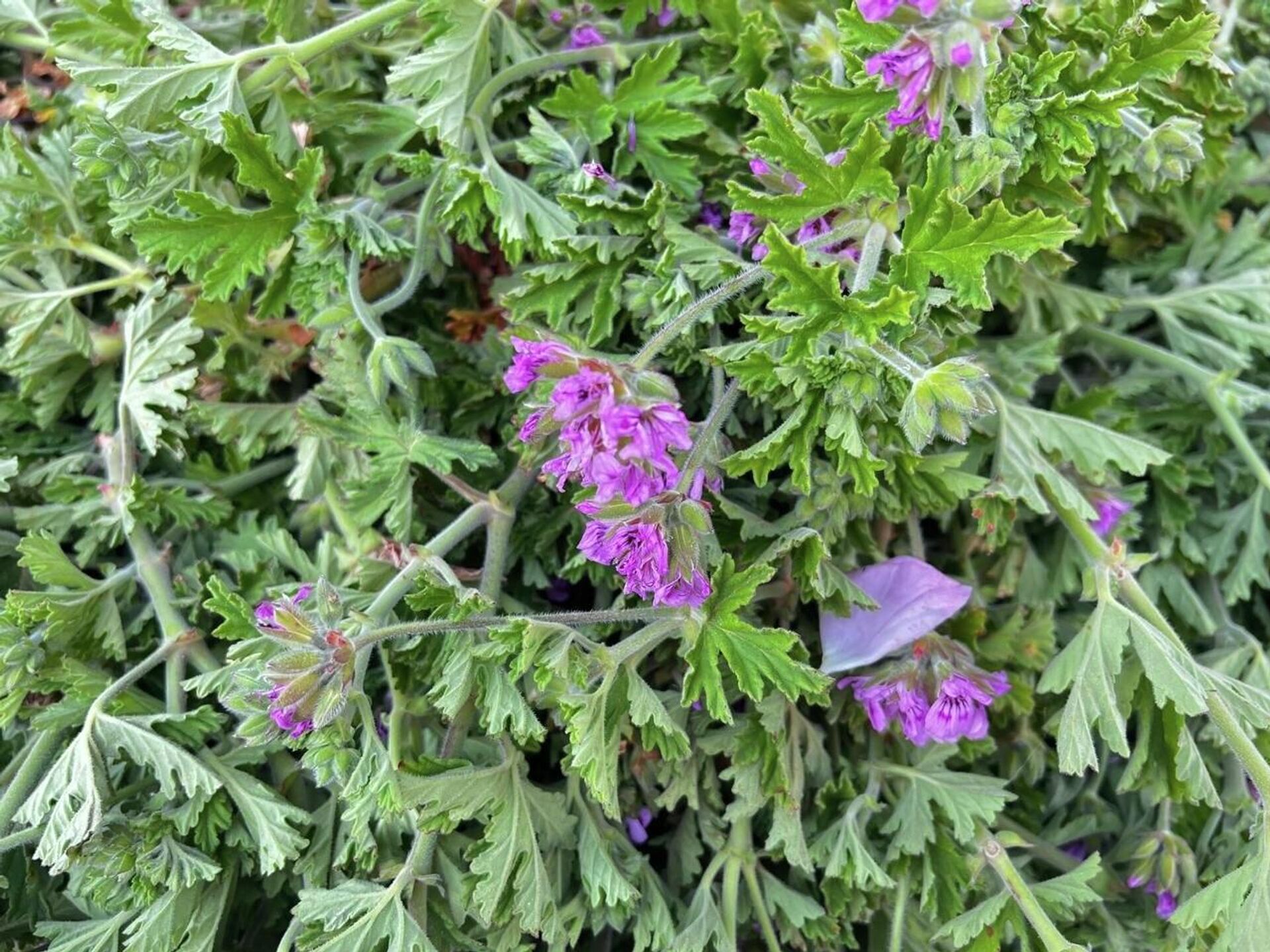 من الحقول تونس إلى القوارير.. تقطير الورد حرفة تقليدية تتوارثها النساء من الحقول تونس إلى القوارير.. تقطير الورد حرفة تقليدية تتوارثها النساء - سبوتنيك عربي, 1920, 15.04.2026