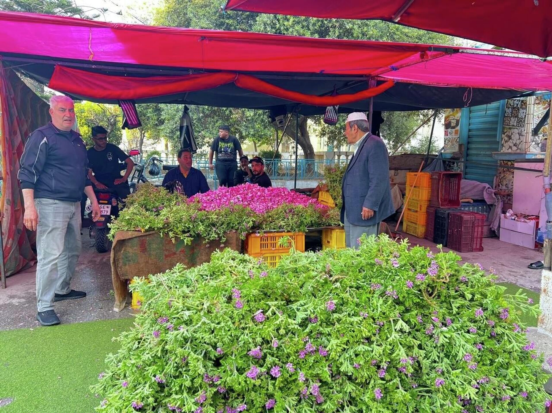 من الحقول تونس إلى القوارير.. تقطير الورد حرفة تقليدية تتوارثها النساء من الحقول تونس إلى القوارير.. تقطير الورد حرفة تقليدية تتوارثها النساء - سبوتنيك عربي, 1920, 15.04.2026