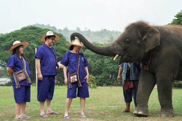 نوفا، ويلايوان، وبيتر يلعبون مع فيل في حديقة وعيادة مايتاينغ للفيلة، حيث انخفضت إيرادات التذاكر منذ بداية الصراع الأمريكي الإسرائيلي مع إيران، والذي أدى إلى أزمة وقود عالمية مما تسبب بتوقف الرحلات الجوية وتراجع السياحة، في شيانغ ماي، تايلاند. - سبوتنيك عربي