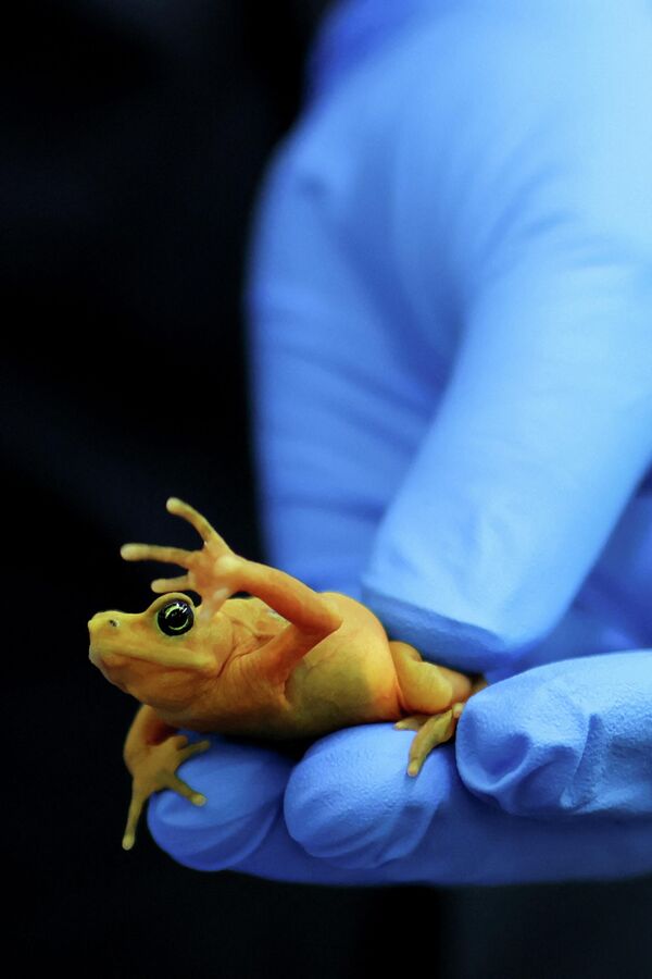 العالم روبرتو إيبانيز، مدير مشروع إنقاذ وحفظ البرمائيات في بنما، وعضو معهد سميثسونيان للأبحاث الاستوائية، يحمل ضفدعًا ذهبيًا بنميًا  في مركز غامبوا لأبحاث وحفظ البرمائيات، الذي يعمل على إنقاذ هذا النوع من الانقراض، في غامبوا، بنما. - سبوتنيك عربي