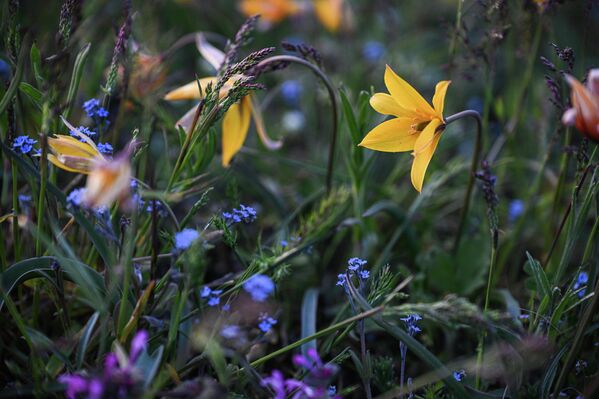 أزهار على جبل "دجان - كوتاران" في منتزه المناظر الطبيعية والترفيه بين قريتي أوردجونيكيدزه وكوكتيبيل في جمهورية القرم الروسية - سبوتنيك عربي