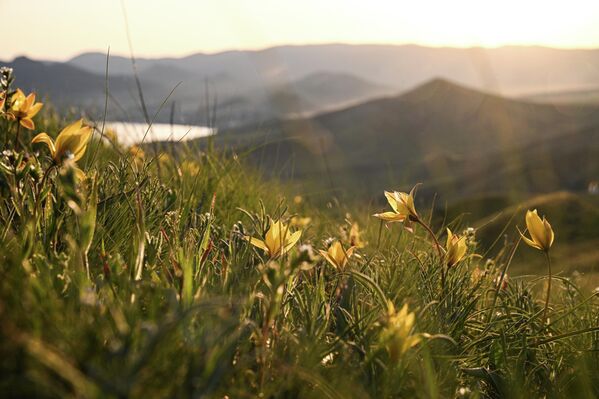 أزهار على جبل "دجان - كوتاران" في منتزه المناظر الطبيعية والترفيه بين قريتي أوردجونيكيدزه وكوكتيبيل في جمهورية القرم الروسية - سبوتنيك عربي