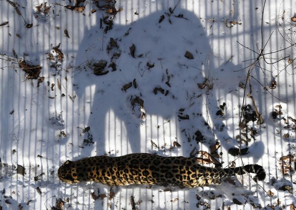 نمر من الشرق الأقصى في حديقة سفاري بريمورسكي الروسية. - سبوتنيك عربي