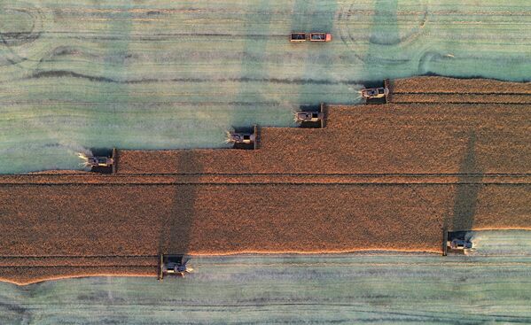 صورة جوية لحصاد بذور اللفت قرب قرية تالنيكي بمقاطعة أوجورسكي في إقليم كراسنويارسك الروسي. - سبوتنيك عربي