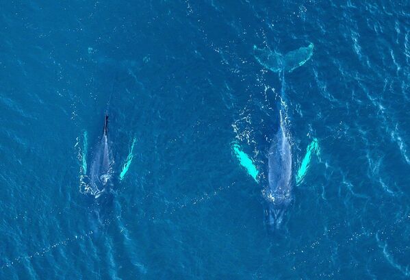 حوتان أحدبان قبالة سواحل تيريبيركا في منطقة مورمانسك الروسية. - سبوتنيك عربي