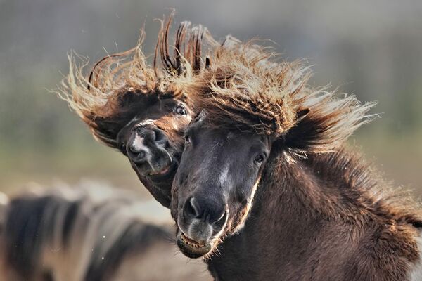 خيول أيسلندية تلعب في مزرعة لتربية الخيول قرب فرانكفورت الألمانية. - سبوتنيك عربي