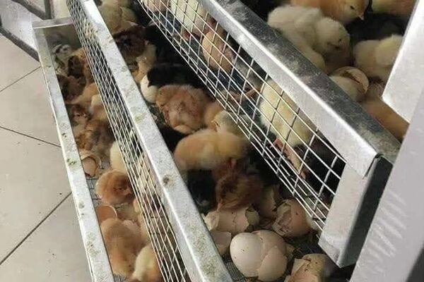 &quot;ضيعة عجب&quot;.. أول مزرعة &quot;بيداغوجية&quot; في تونس تزخر بالحيوانات النادرة - سبوتنيك عربي