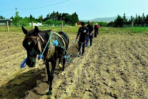 &quot;ضيعة عجب&quot;.. أول مزرعة &quot;بيداغوجية&quot; في تونس تزخر بالحيوانات النادرة - سبوتنيك عربي
