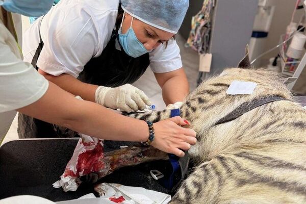 &quot;ضيعة عجب&quot;.. أول مزرعة &quot;بيداغوجية&quot; في تونس تزخر بالحيوانات النادرة - سبوتنيك عربي