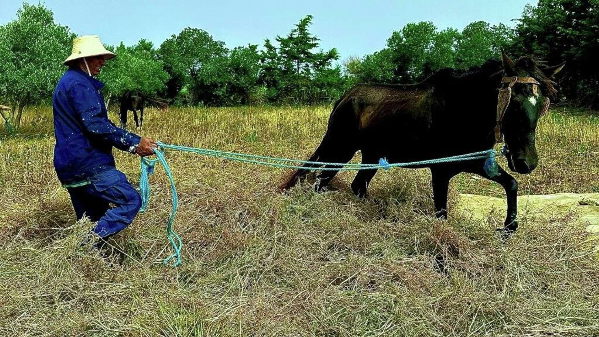 "ضيعة عجب".. أول مزرعة "بيداغوجية" في تونس تزخر بالحيوانات النادرة.. صور وفيديو
