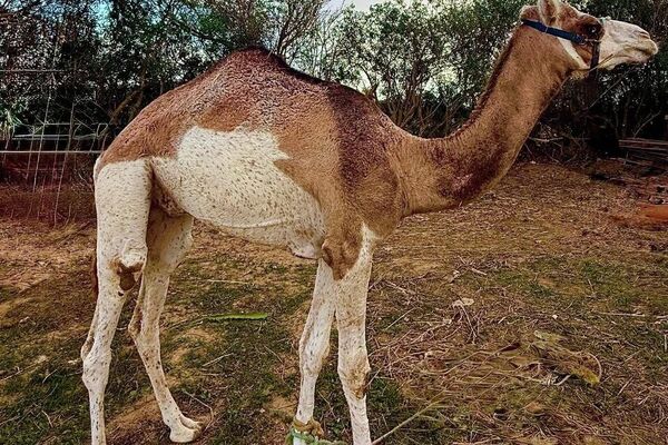 &quot;ضيعة عجب&quot;.. أول مزرعة &quot;بيداغوجية&quot; في تونس تزخر بالحيوانات النادرة - سبوتنيك عربي