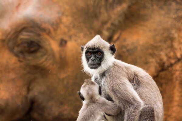  جان بيشا، يلتقط صورة مدهشة تُظهر أنثى قرد "هانومان الجنوبي" مع صغارها، على خلفية فيل ذكر ضخم.  - سبوتنيك عربي