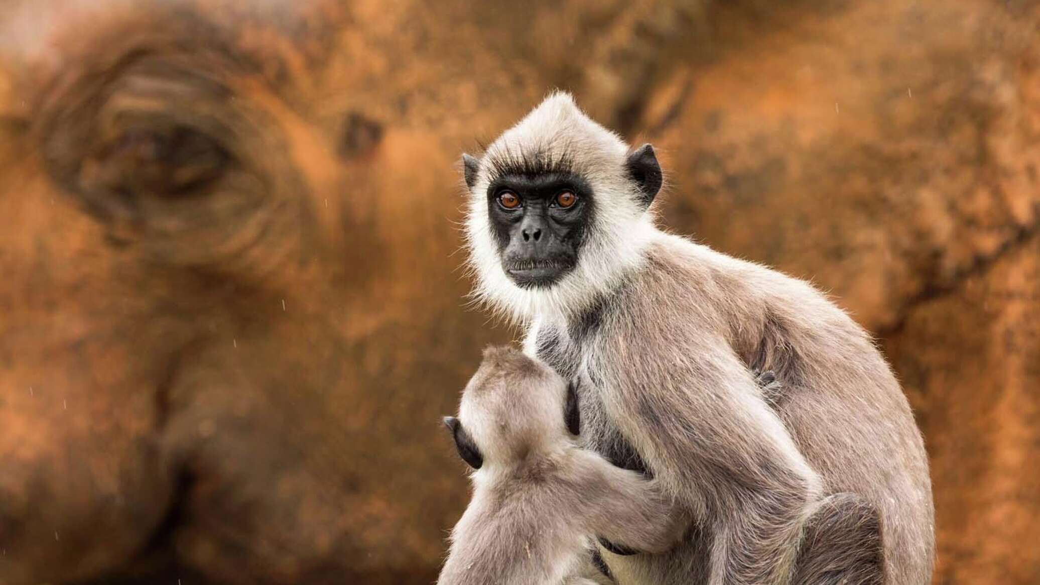 عجائب وغرائب ضمن لقطات الفائزين بمسابقة مصور الطبيعة 2026