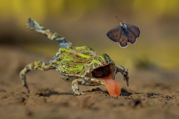  ينس كولمان، يصوّر ضفدع الثور الأفريقي الصغير، المعروف أيضا بـ(ضفدع بيكسي)،  خلال محاولته اصطياد فراشة تطير أمامه. - سبوتنيك عربي
