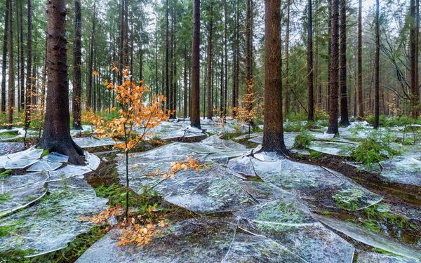  إيك كريستيان، يوثّق بعدسته مشهدا طبيعيا ساحرا داخل غابة، حيث غمر النهربين الأشجار فتجمد سطح الماء، ثم انحسر الماء تحته، ليفتت الجليد ويرسم لوحة ساحرة تحت الماء.  - سبوتنيك عربي