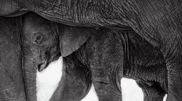  بريتي جون، يصوّر فيلًا صغيرًا  يحتمي بجسد أمه، هربًا من أشعة الشمس الحارقة في منتزه أمبوسيلي الوطني. كينيا - سبوتنيك عربي