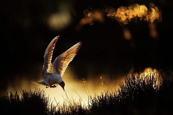 رادومير ياكوبوفسكي، يلتقط صورة مميزة للحظة هبوط  نورس أسود الرأس في ضوء خلفي أثناء اقترابه من الأرض المكتسية بالنباتات. - سبوتنيك عربي