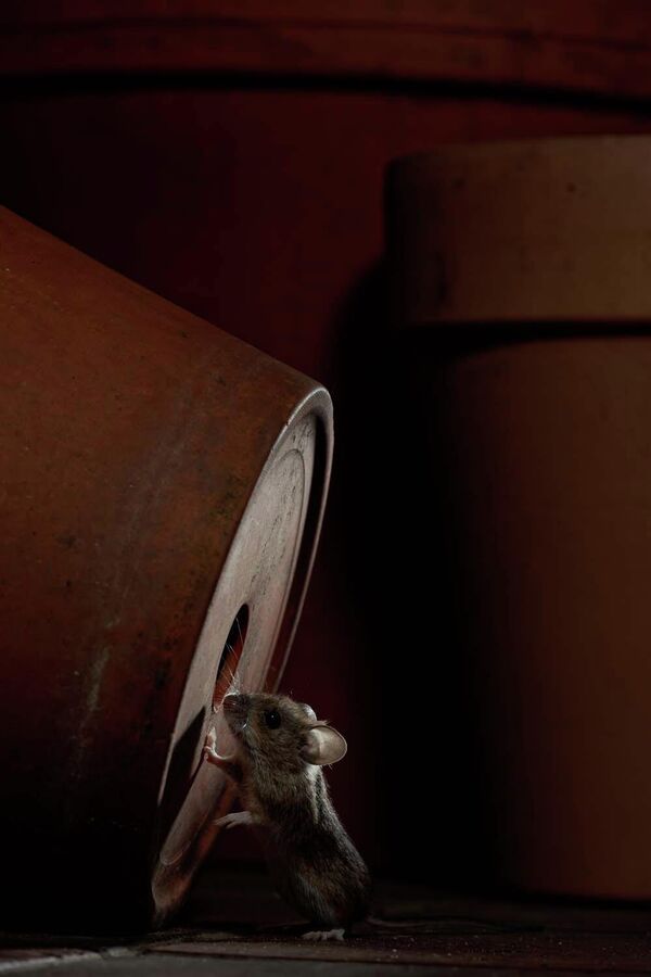  إيفو نيرمان، يلتقط صورة طريفة لفأر ينظر من فتحة موجودة في أسفل وعاء يستخدم لأغراض الزراعة أو ما شابه. - سبوتنيك عربي