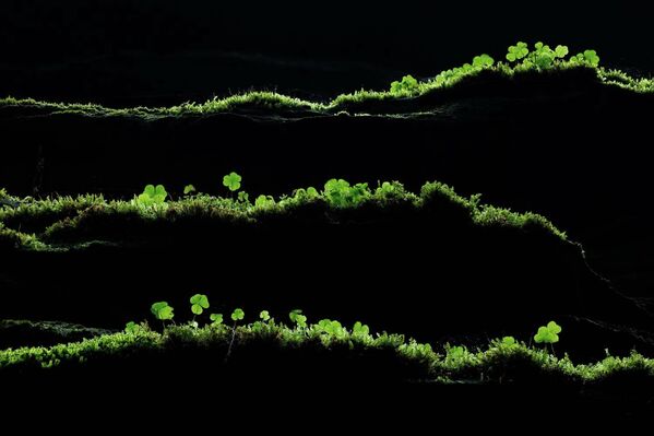 توبياس ريختر، يصوّر حمى الربيع في جبال إلبه الرملية، حيث تُضفي الطحالب والسراخس والحماض البري الحياة على حواف الصخور في الوديان الباردة المظلمة. - سبوتنيك عربي