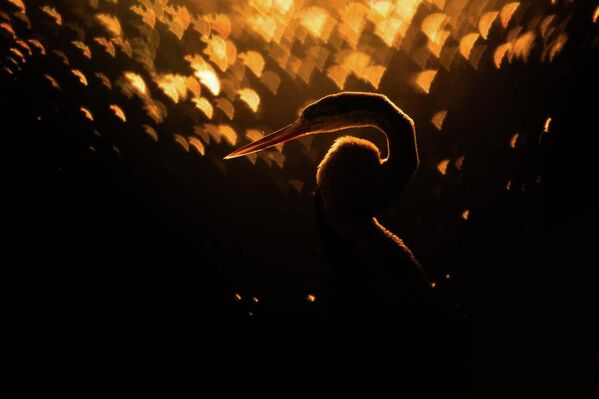  راهول ساشديف، يلتقط صورة مميزة لطائر الغطاس الذهبي حيث يبدو وكأنه عمل فني شكلته الطبيعة في ضوء الصباح الباكر الناعم، بخلفية سوداء متمازجة مع اللون الذهبي الداكن. - سبوتنيك عربي